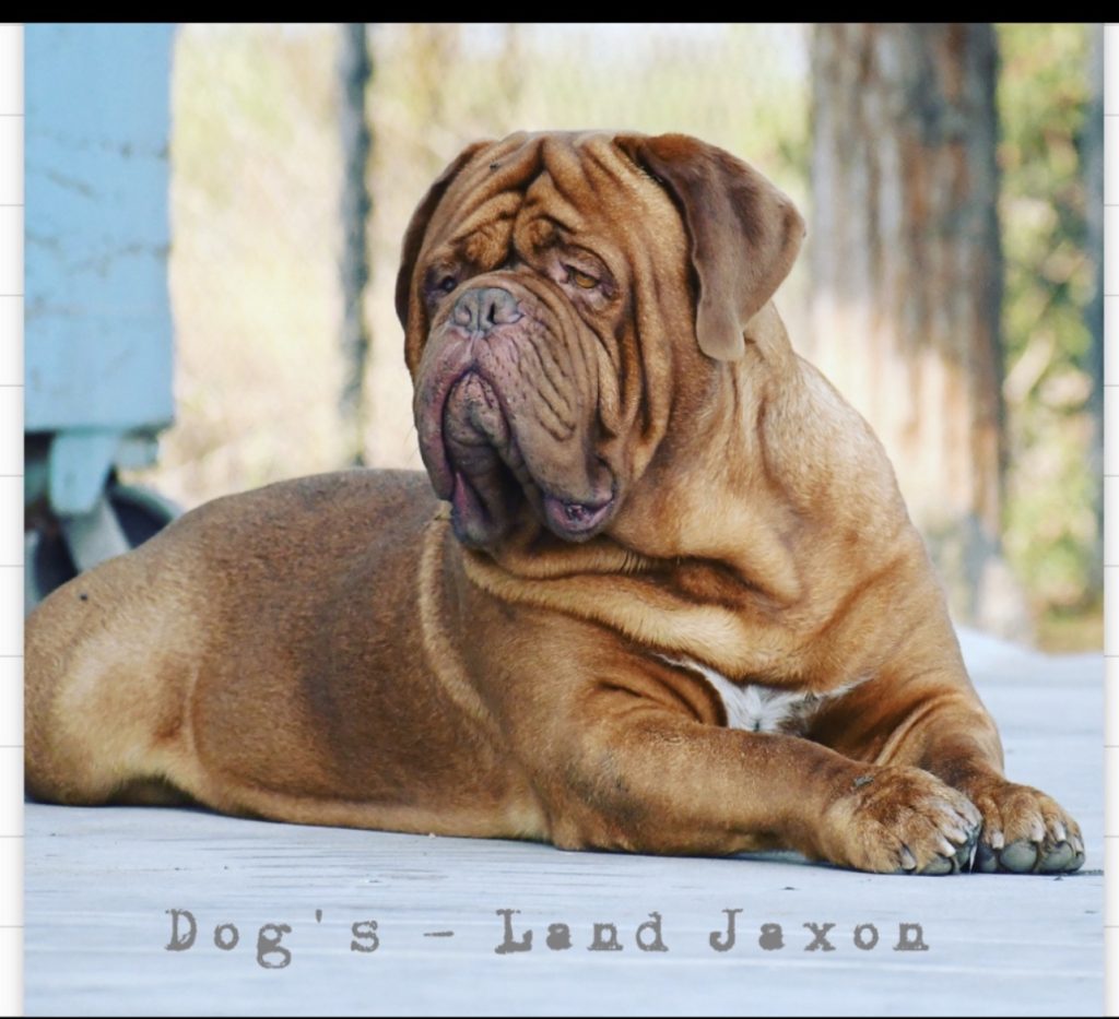 Dog’s -Land Jaxon Sire of litter